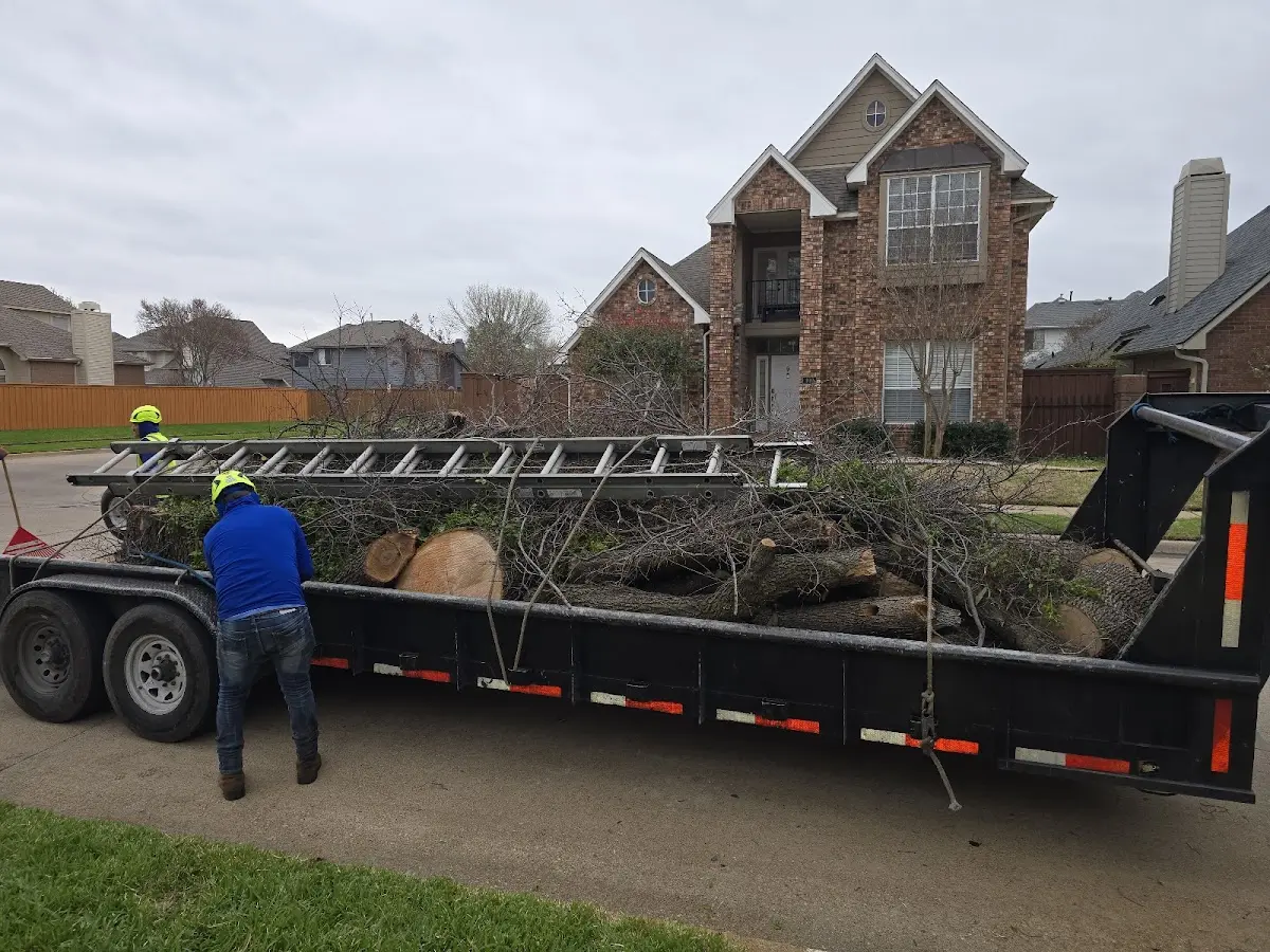 Expert Tree Pest Control with proper safety equipment in Simi Valley